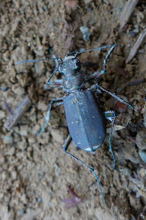 Cicindèle à douze points - Cicindela duodecimguttata