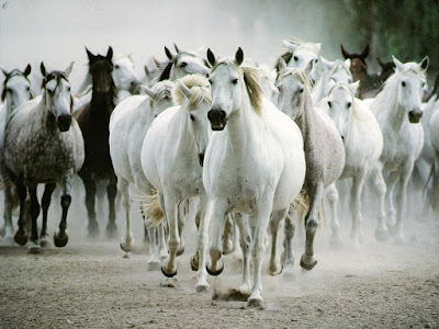 White Hhorse Running HQ Wallpaper