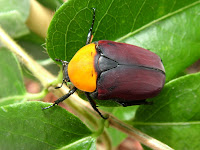 pachnoda toracica