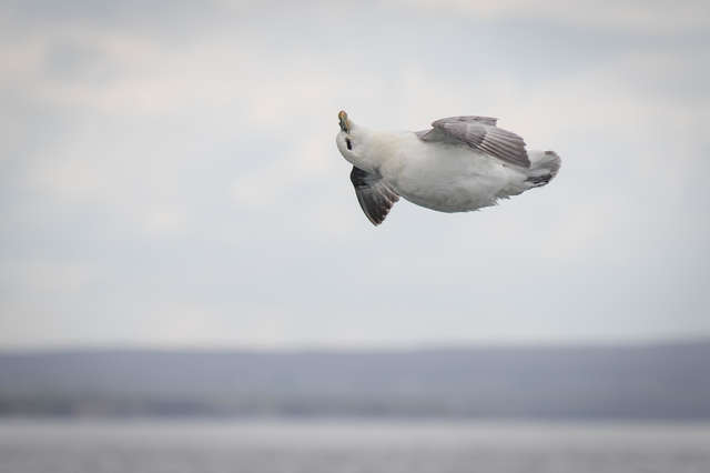 picture of bird in flight