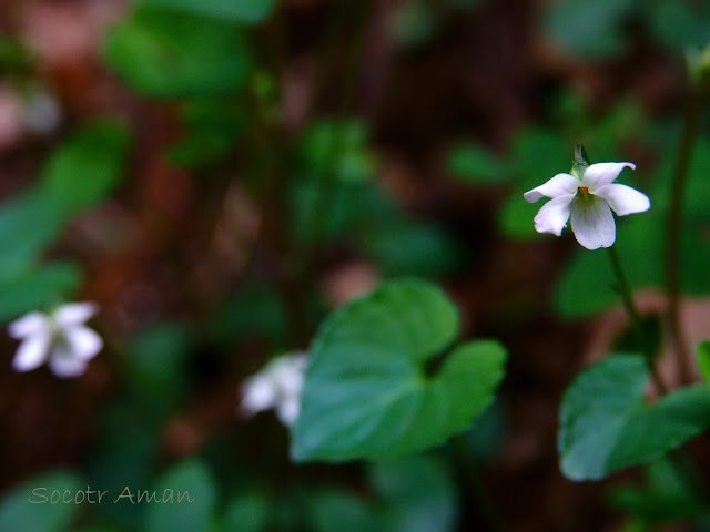 Viola verecunda