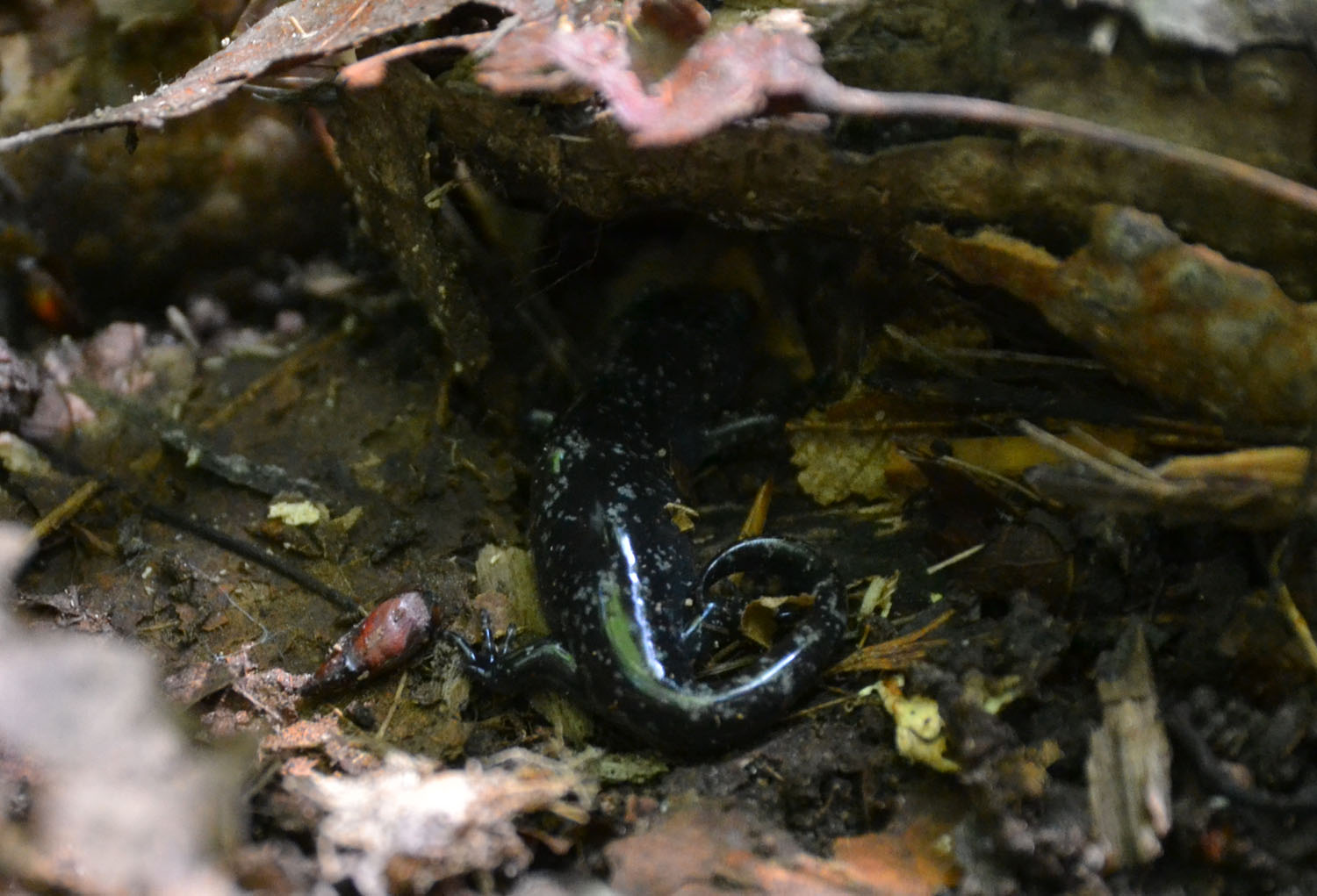 Salamander Hellbender