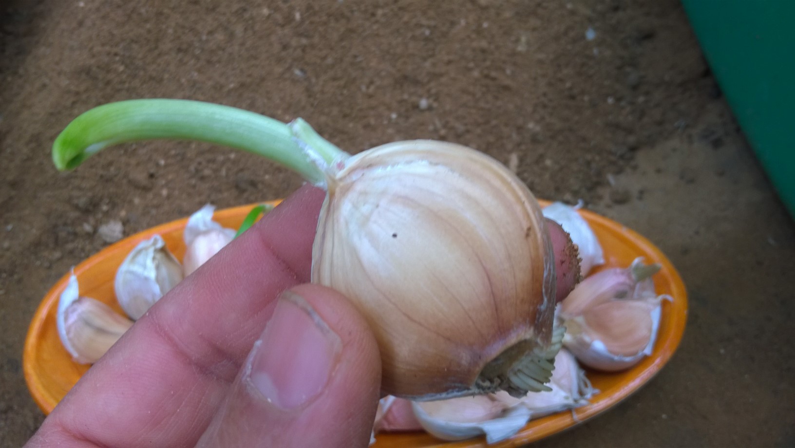 Select the biggest, firmest, bulbs with the biggest cloves. Big, healthy cloves will produce big heads of garlic.