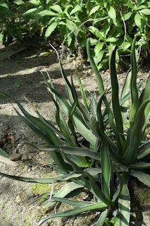 Agave lophantha - Agave univittata