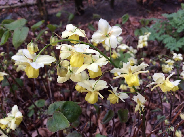 Epimedium versicolor 'Sulphureum' (elfenbloem)