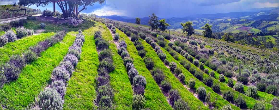 Lavandário e Contemplário - Campos de Lavanda de CunhaLavandário e Contemplário - Campos de Lavanda de Cunha