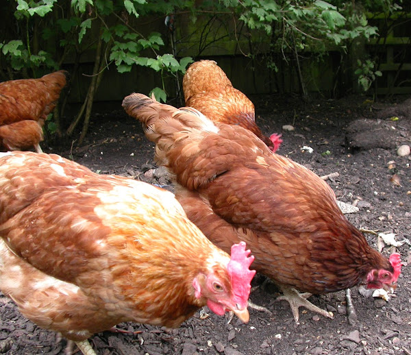 Conditions For Laying Hens Ideal Conditions For Good Eggs Production