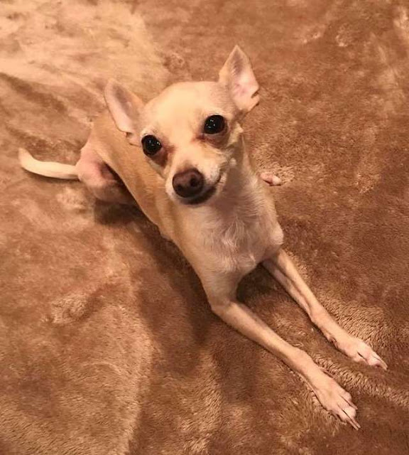 Chihuahua dog cute - perro chihuahua tierno