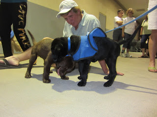 The puppies weren't impressed by the firetrucks.  They were more captivated by each other.