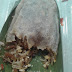  Lumpia Basah