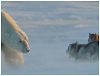 a polar bear