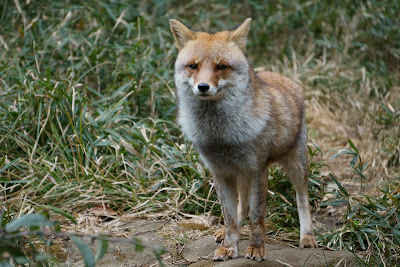 アカギツネ(ホンドギツネ)