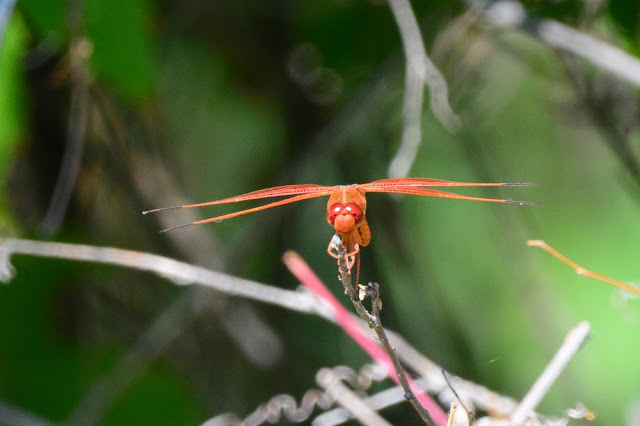 Libellula saturata