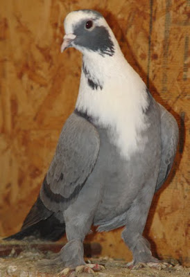 Shirazi Pigeon - Shakhsharli Tumbler Pigeon