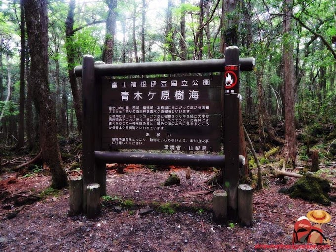 Menamatkan riwayat hidup di Hutan Aokigahara