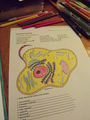  Animal Cell Worksheet Coloring 8