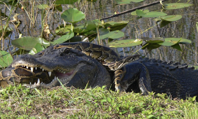 Incredible moment Crocodile and a Burmese python were photographed during intense battle