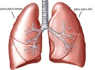 Fisika dikaitkan dengan kesehatan khususnya organ paru-paru