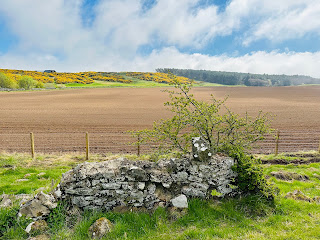 A photo showing the remains of an old stone wall with a small tree growing out from one side of it.Photograph by Kevin Nosferatu for the Skulferatu Project.