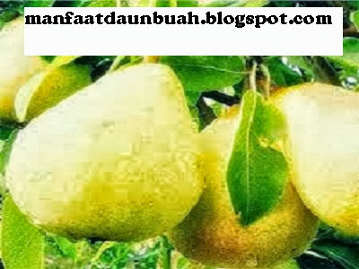 Manfaat Khasiat Buah Pir