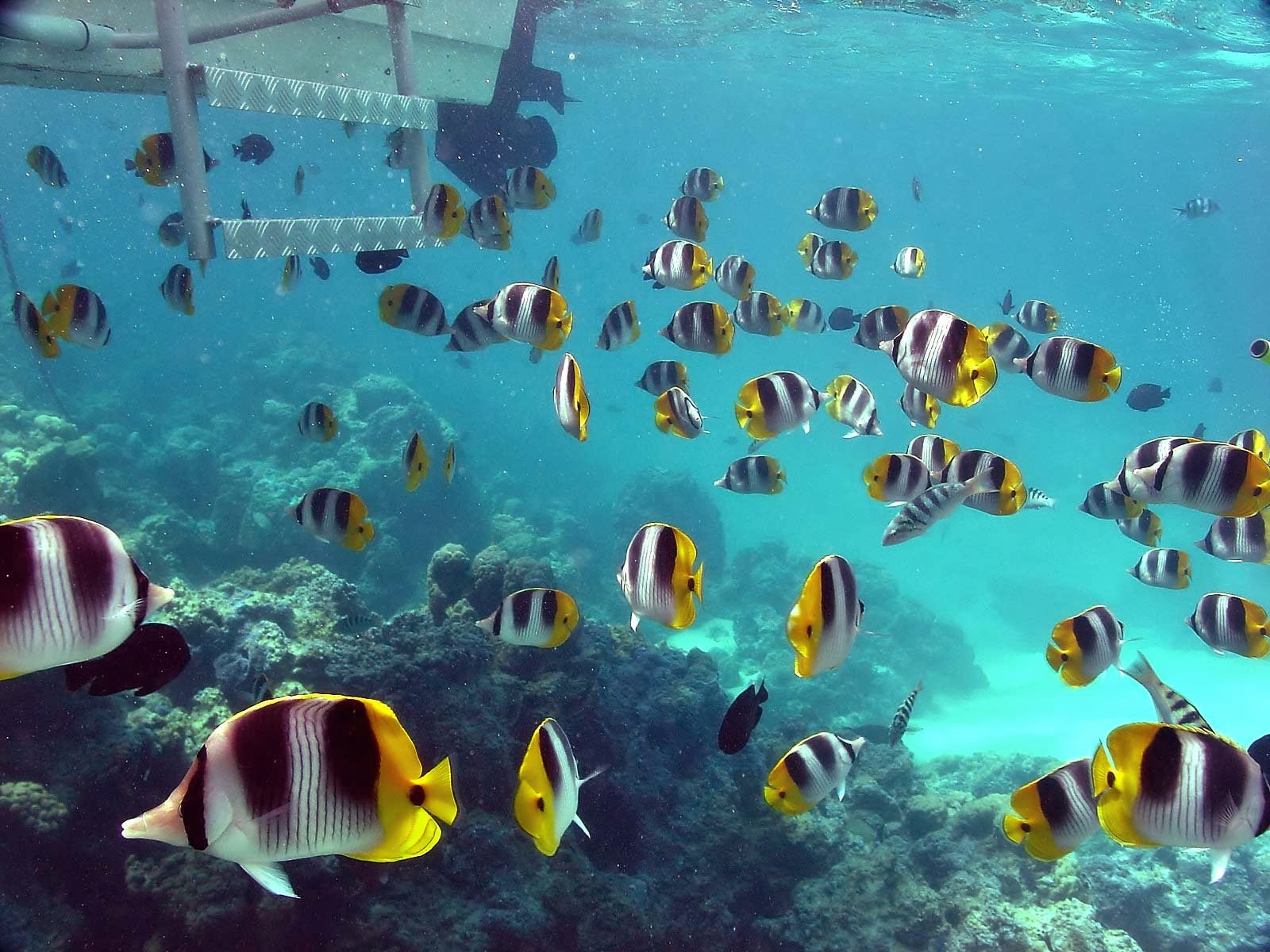 hewan lucu 2021 animasi  bergerak pemandangan bawah laut  