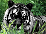 Pierwsze hipotezy na temat pochodzenia nietypowego umaszczenia tego tygrysa .