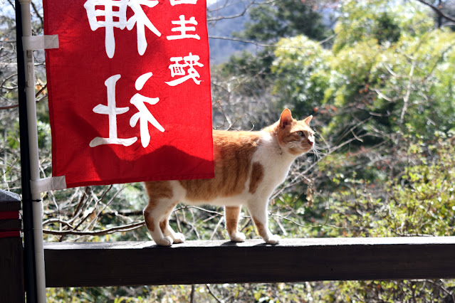 唐沢山神社 坂道の途中の猫