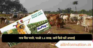 Pashu Kisan Credit Card scheme : गाय भैंस पालो, पाओ 1.6 लाख, जानें कैसे करें अप्लाई