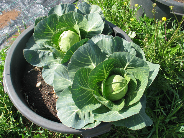 Compost Farming Hestel Tellus: An important moment.