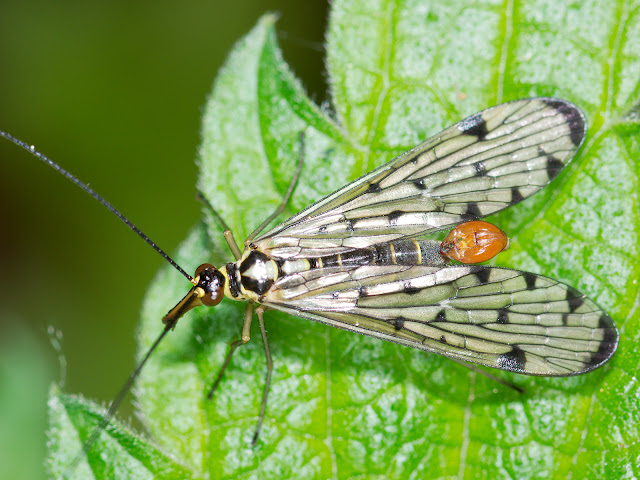 Wildlife Makroaufnahme einer Skorpionsfliege