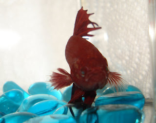 betta