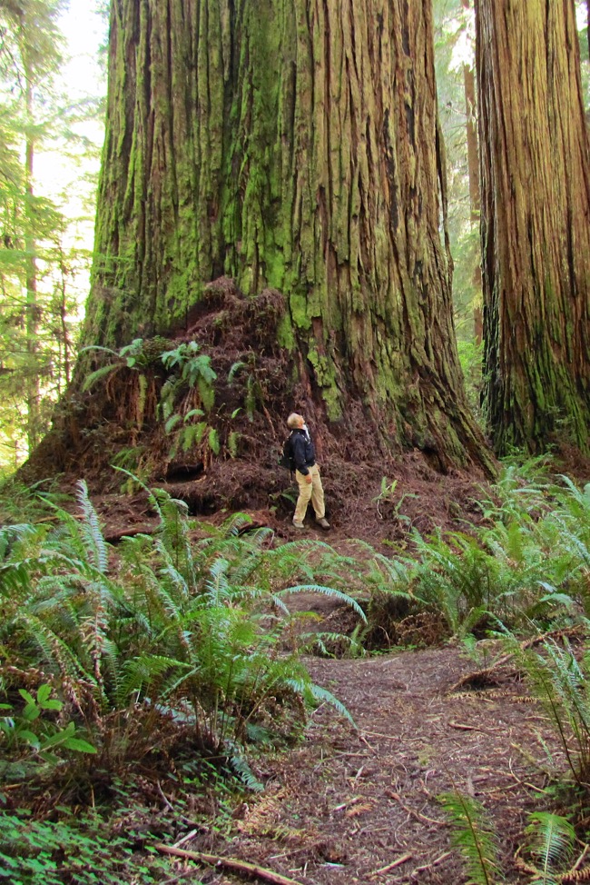 HikinginSearchofRedwoodTitans-14_WithAdjustments-2016-04-18-15-26.jpg