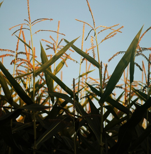 20110906 corn maze (32) edit2