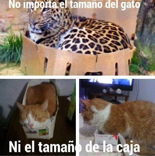 No importa el tamaño del gato ni el tamaño de la caja