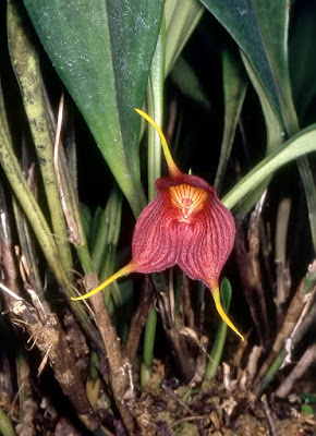 Masdevallia hercules care and culture