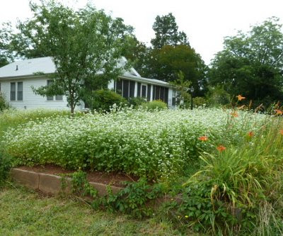 thick growth of buckwheat blooming near the house