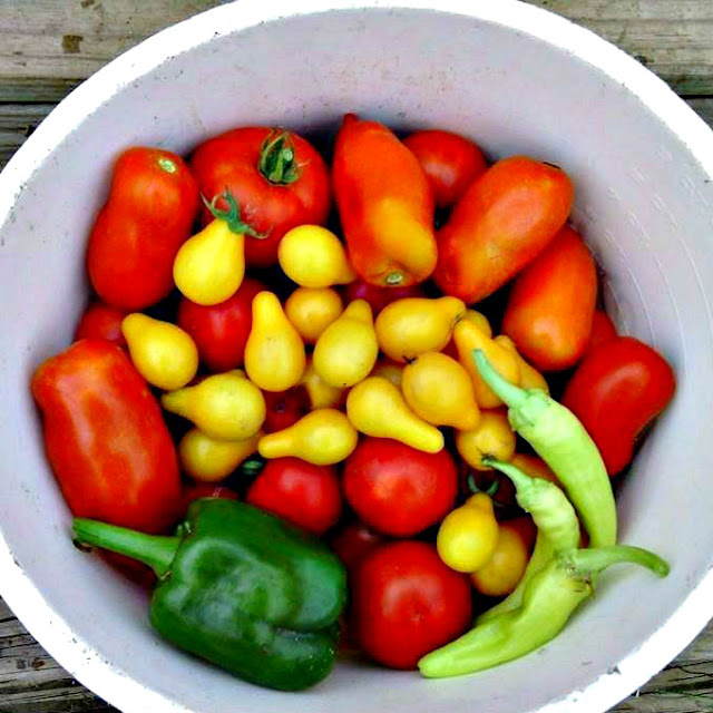 A white bucket full of homegrown tomatoes and assorted peppers