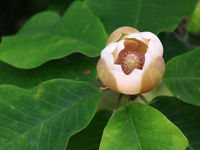 Magnolia obovata