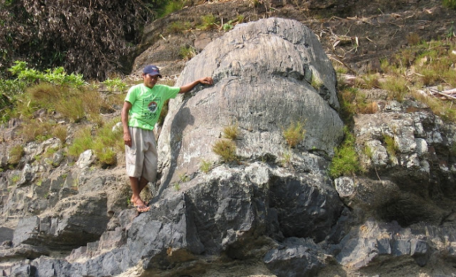 Hundreds of fossil tree specimens found to belong to a single species