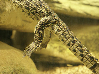 Crocodile du Nil - Crocodylus niloticus