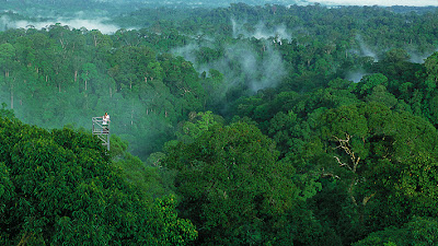 Enjoy the adventure of Avatar in Ulu Temburong National Park, Brunei Darussalam