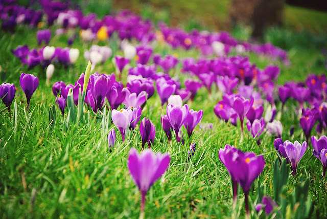 Sheffield in bloom