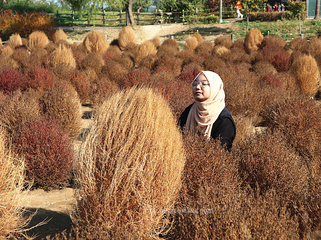 Muhly Grass Haneul Park