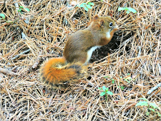 Fauna de Cadillac Mountain en el Parque Nacional Acadia, Maine