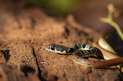 Dahl's Whip Snake (Platyceps najatum) HERPING GREECE
