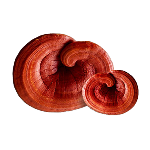 Ganoderma Mushroom Pure Culture Supplier Company in Belarus | Ganoderma Mushroom Company in Belarus