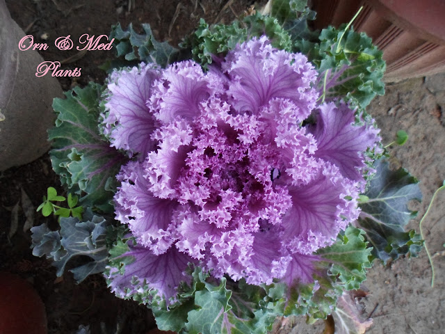 الكرنب البستاني (Brassica oleracea var.acephala)