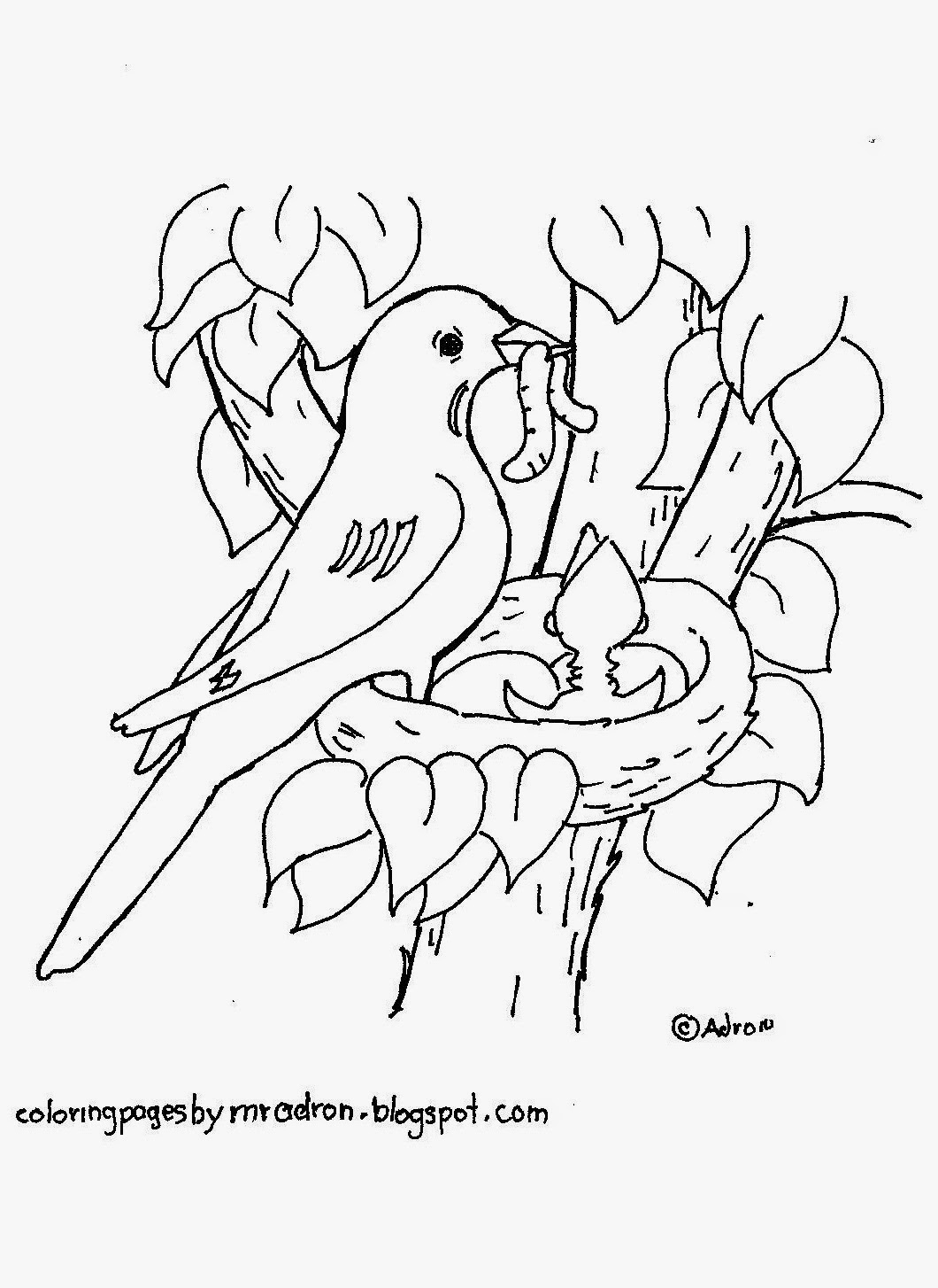 Coloring Sheet Of A Robin 6