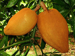 Mamey Sapote Fruit pictures