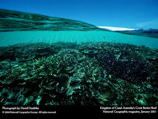 great barrier reef, national geographic, david doubilet